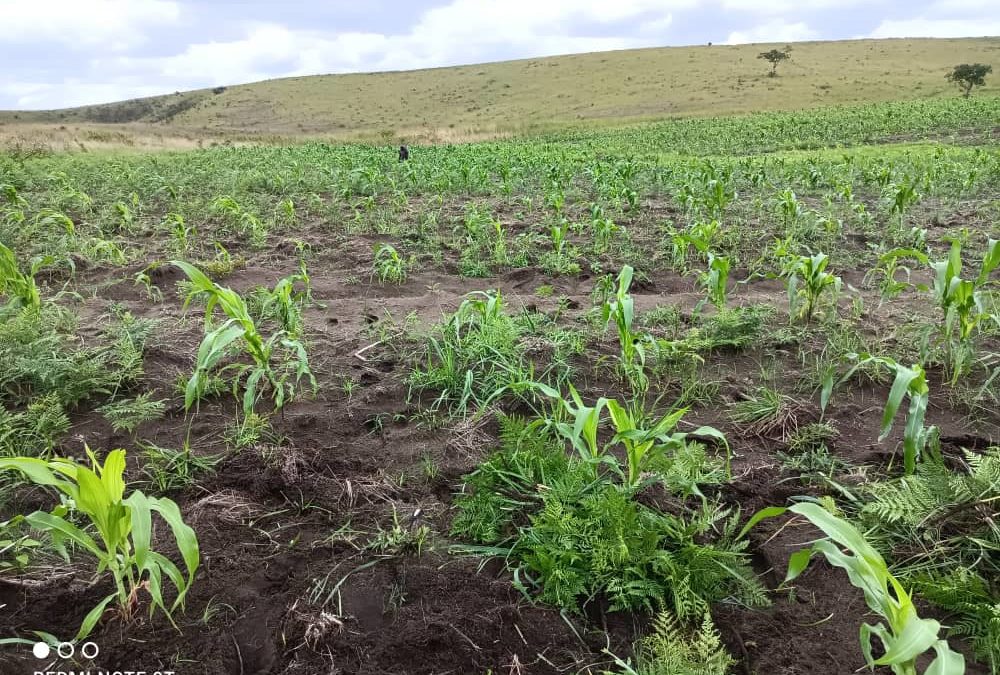 ACQUISITION de 2 HECTARES DE TERRE A KOUO